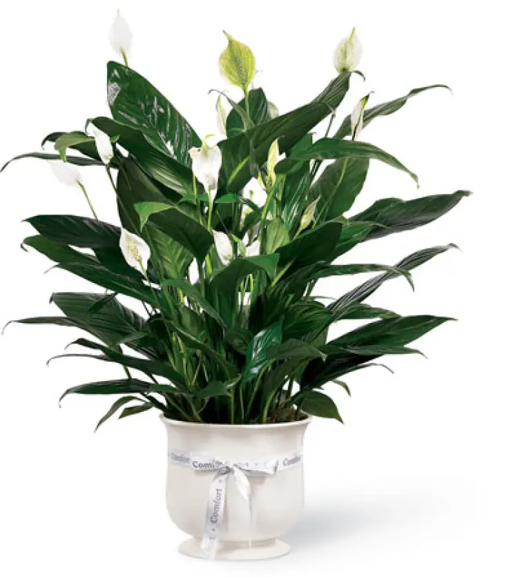 Peace Lily