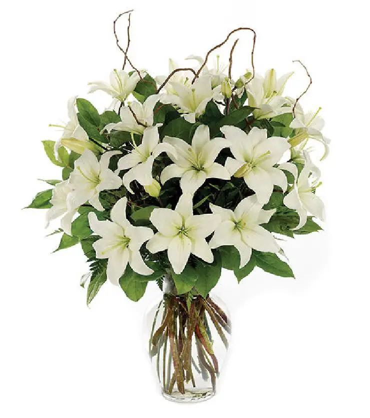 LOVING LILIES-WHITE