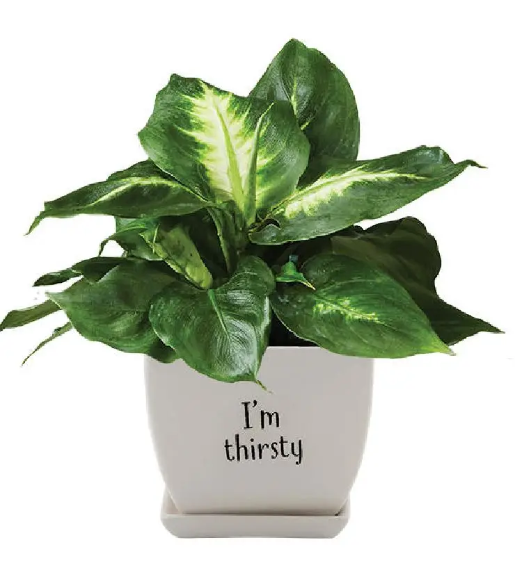 Pothos Potted Plant