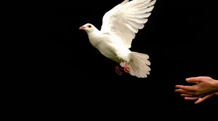 Mile High Funeral & Cremation Services